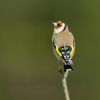 1 million take part in record-breaking RSPB Big Garden Birdwatch