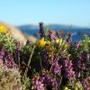 Gorse and heather in flower on Woodbury Common