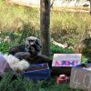 Zoo says farewell to popular old gibbon