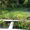 Wildlife pond in garden