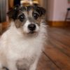 Dog sitting in a pub