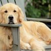 A golden retriever lays outside on a wooden bench with his head on the armrest, looking at camera.