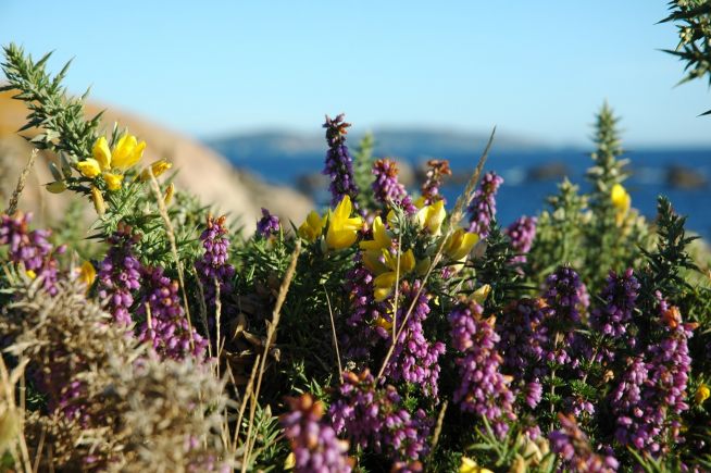 Gorse and heather in flower on Woodbury Common