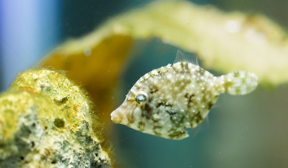 Zoo keepers get fish to clean their own aquarium