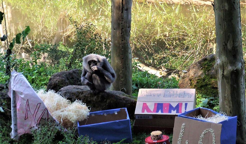 Zoo says farewell to popular old gibbon