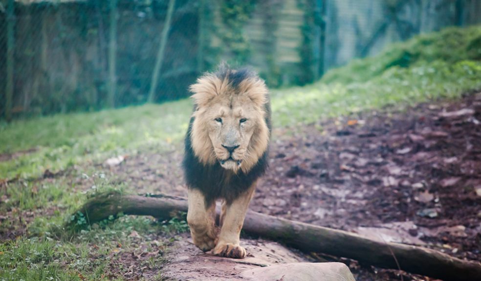 Zoo says good bye to Lucifer