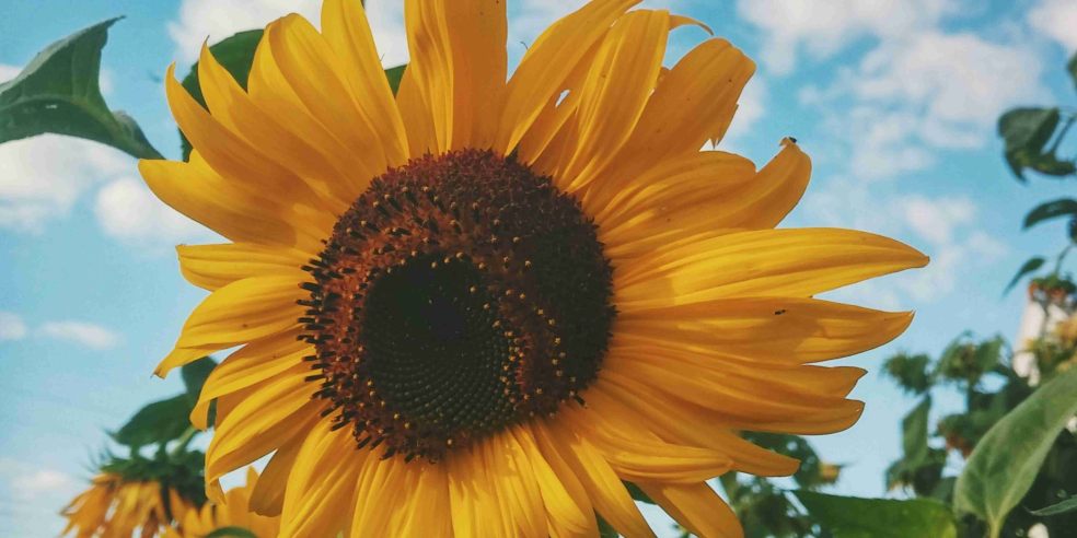 Powderham Castle Sunflowers