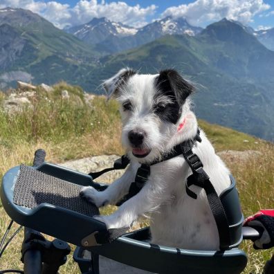 Daisy the diabetic detection dog on holiday with her family in France. 