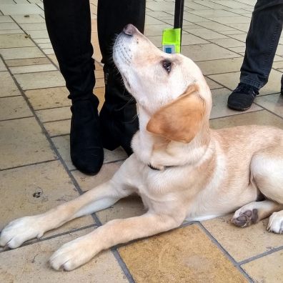 A guide dog puppy laying down side on and looking upwards