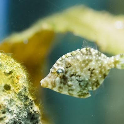 Zoo keepers get fish to clean their own aquarium