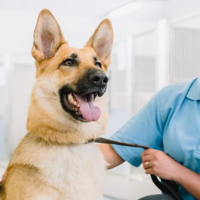 A Guide Dogs staff member holds a German Shepherd Dog by the lead. They are sitting together indoors