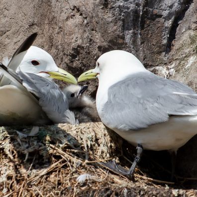 Happy bird-day at Living Coasts…