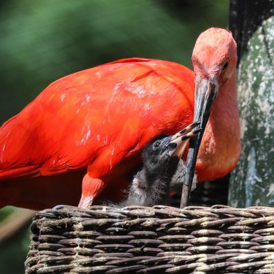 In the pink: scarlet birds have red letter day