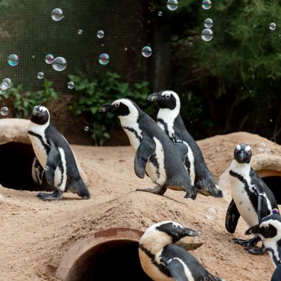 Living Coasts - everyone's local zoo