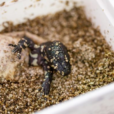 Paignton Zoo hatches Mexican beaded lizard