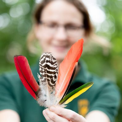 On the wing: in celebration of the feather