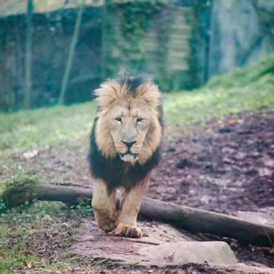 Zoo says good bye to Lucifer