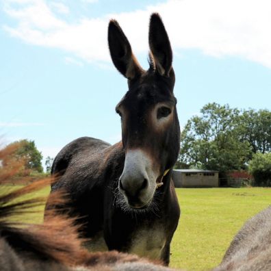 Virtual donkey day out on Easter Sunday