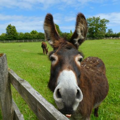 May opening for The Donkey Sanctuary Sidmouth 