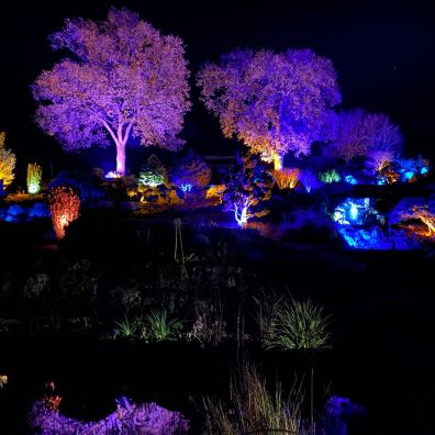 Trees lit up with festive illuminations in Sidmouth