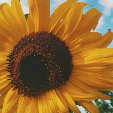 Powderham Castle Sunflowers