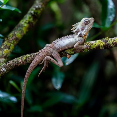 Zoo keepers save animals  after storm damage