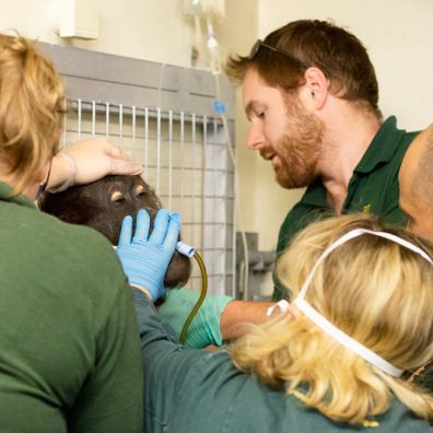 Zoo staff save sick orang utan